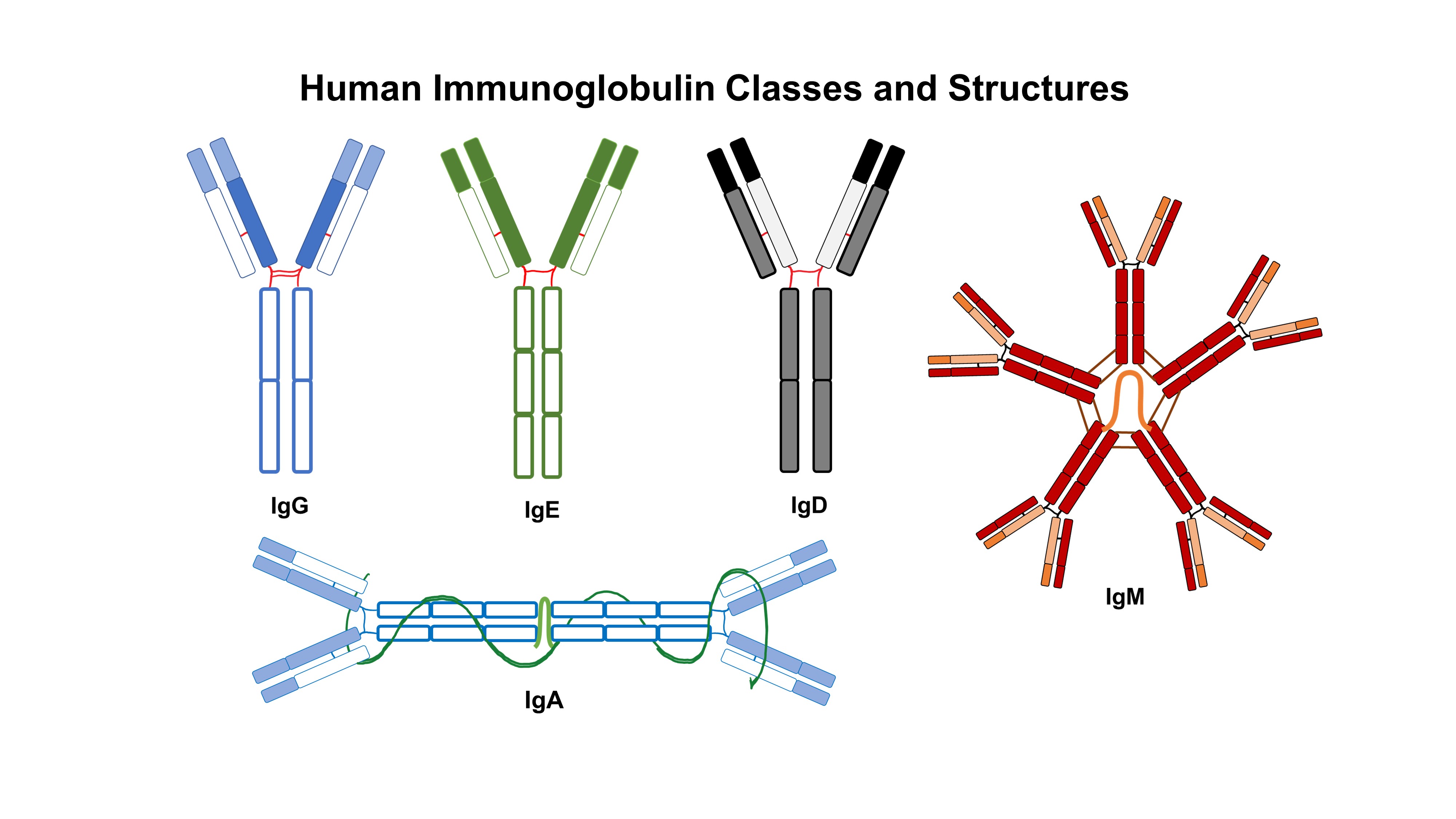 Секреторный иммуноглобулин а. Схема строения секреторного иммуноглобулина а. Iga иммуноглобулин. Иммуноглобулин 2.9. Сывороточные иммуноглобулины.