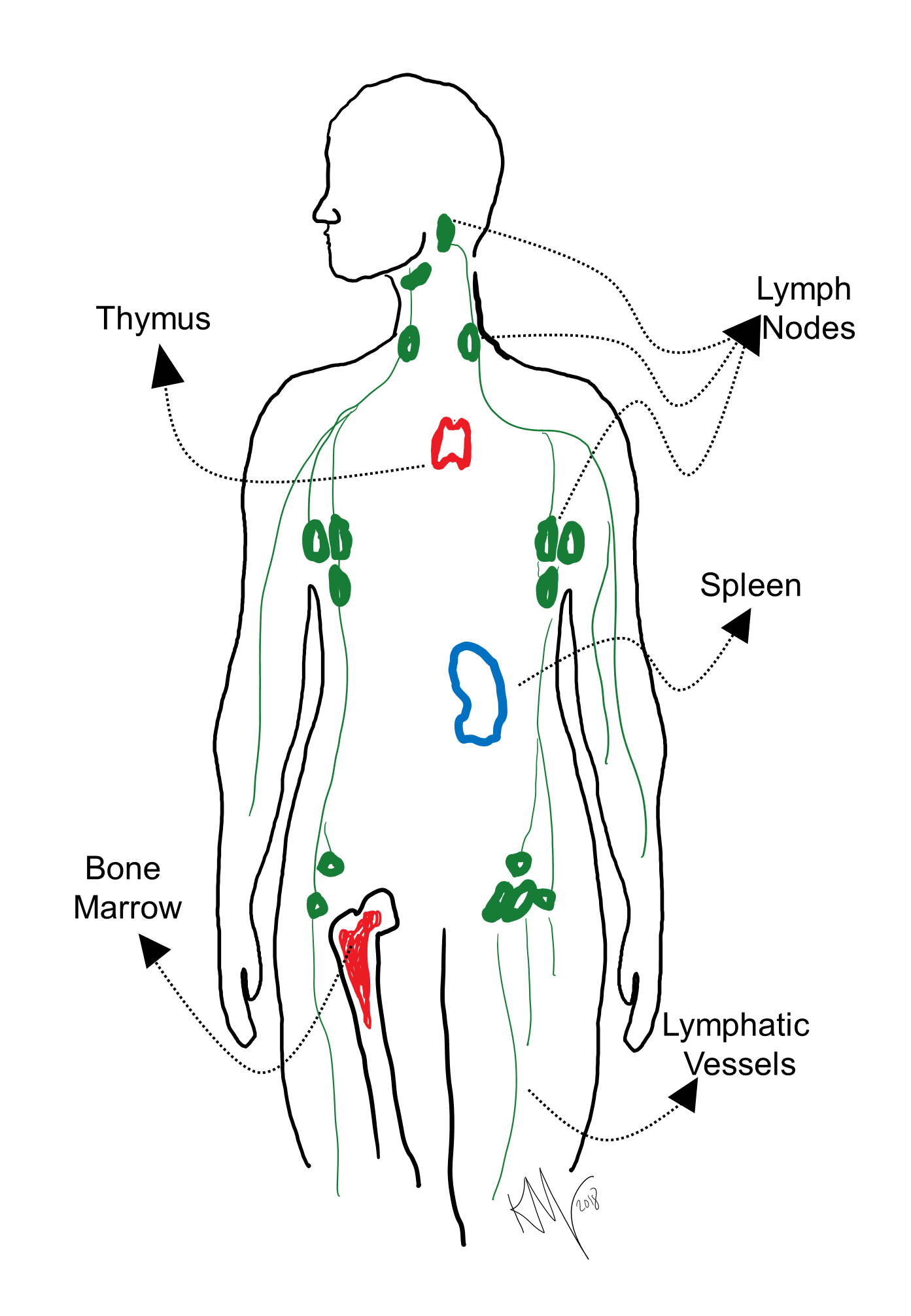 female body lymph nodes